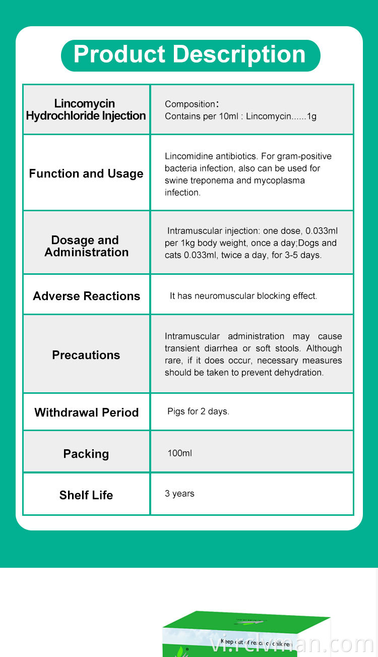Lincomycin hydrochloride tiêm 02 Lincomycin Hydrochloride Injection 02